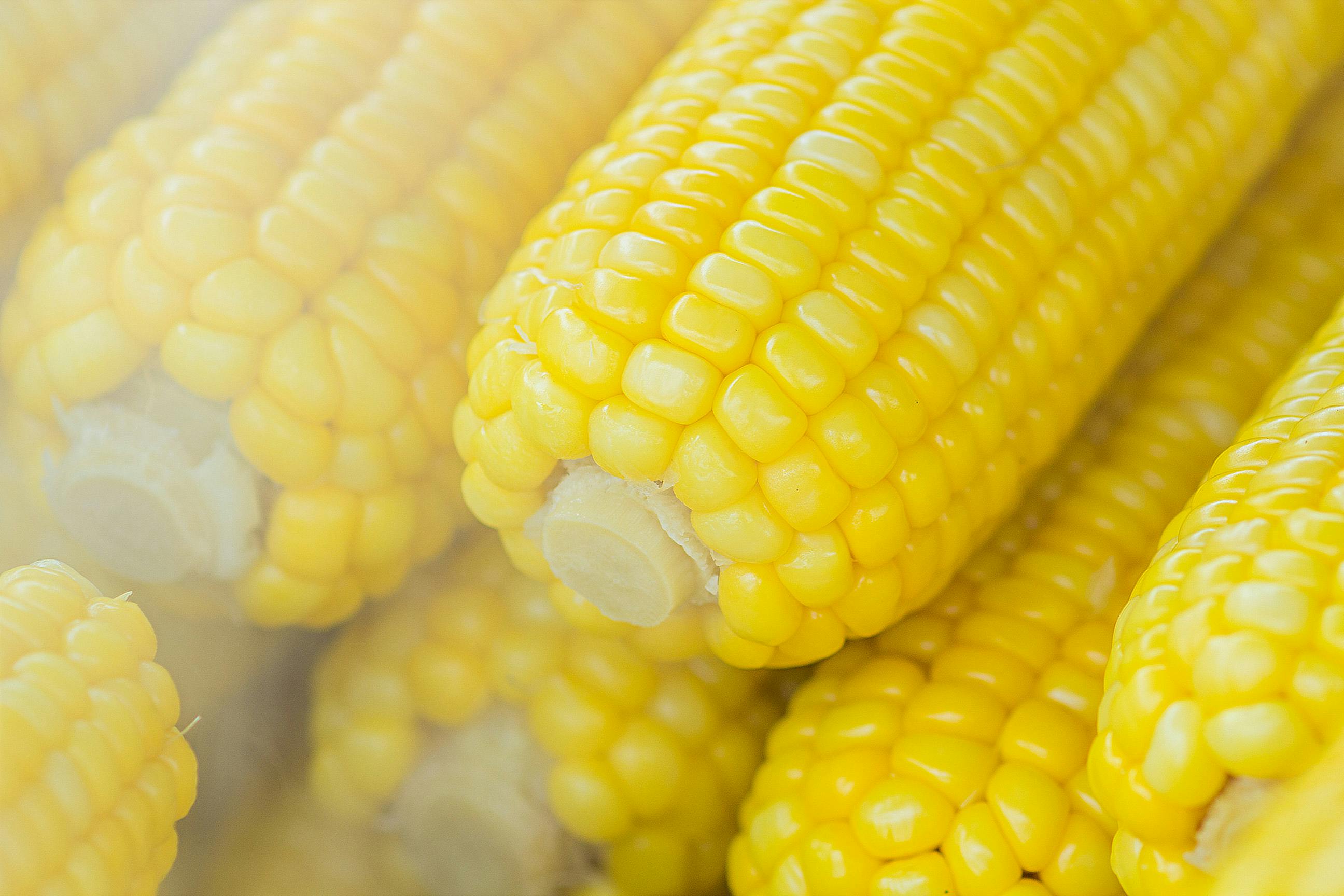 Kiat Sukses Bertani Jagung: Panduan Lengkap dan Praktis