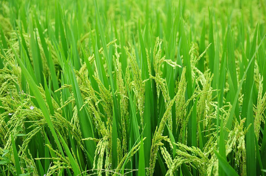 Pupuk Non-Subsidi untuk Atasi Kelangkaan: Solusi Inovatif Kementerian Pertanian